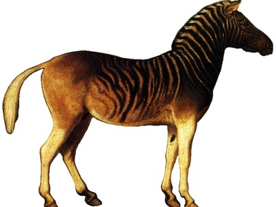 Quagga