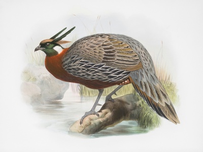 Quail-plover