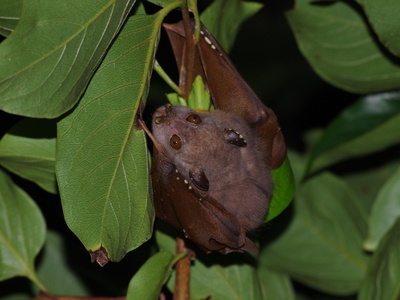 Queensland Tube-nosed Bat