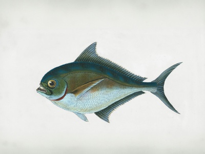 Quillfish