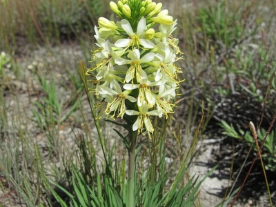 Rabbit Ears Gilia
