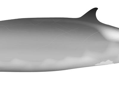 Ramari's Beaked Whale