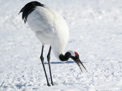 Red-crowned Crane
