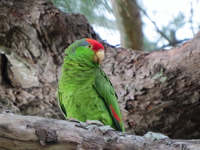 Red-crowned Parrot
