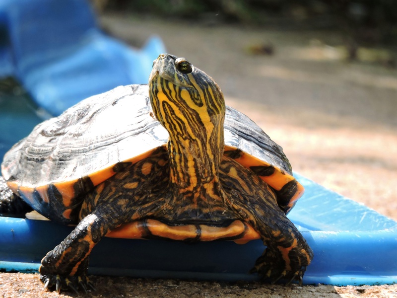 The Complete List of Animals That Start With R - 33Science
