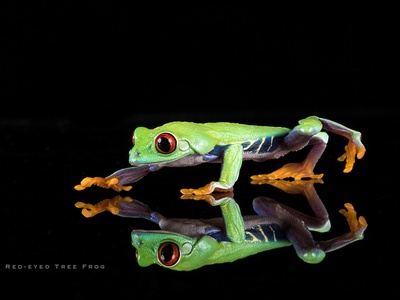 Red-eyed tree frog