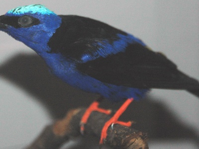 Red-legged Honeycreeper