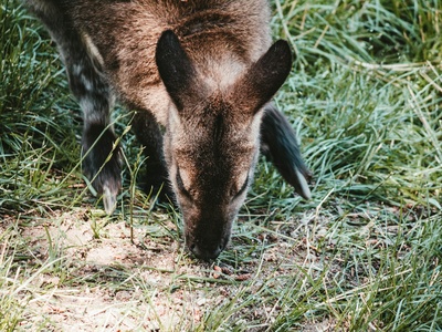 Red-necked wallaby