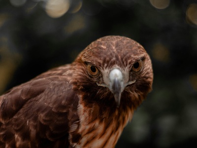 Red-tailed Hawk