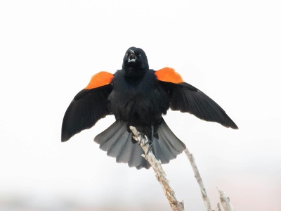 Red-winged Blackbird
