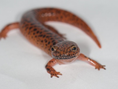 Red Salamander