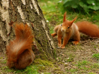 Red Squirrel
