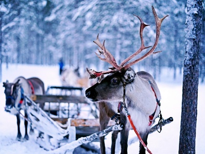 Reindeer