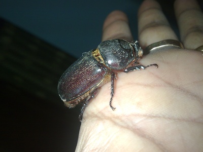 Rhinoceros Beetle