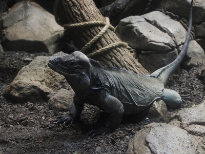 Rhinoceros Iguana