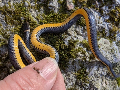 Ring-necked Snake