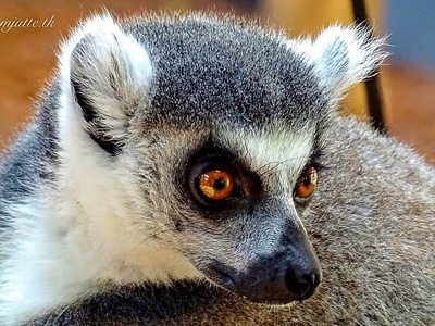 Ring-tailed Lemur