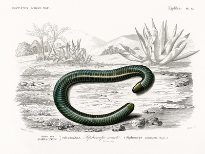 Ringed caecilian