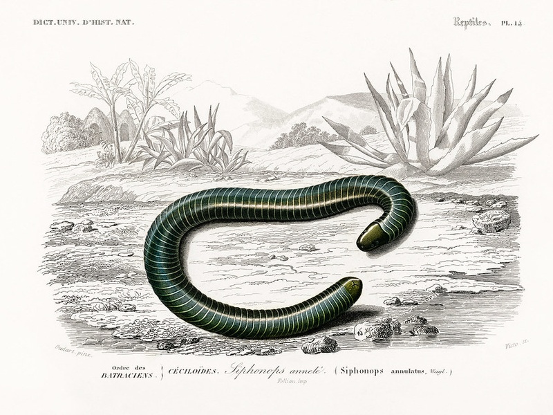 Examples of Amphibians - 33Science
