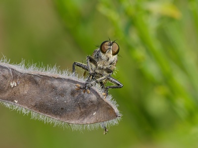 Robber Fly
