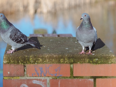 Rock Dove