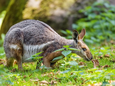 Rock Wallaby