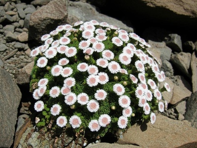 Rocky Mtn. Townsend-daisy