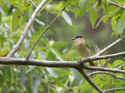 Rose-throated Becard