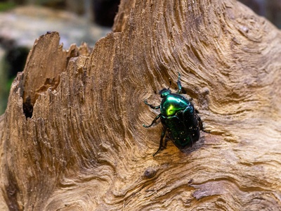 Rose Chafer