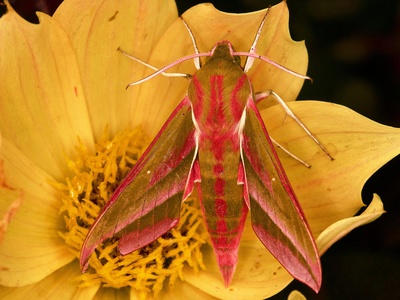 Rosy Maple Moth