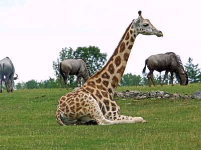 Rothschild's Giraffe