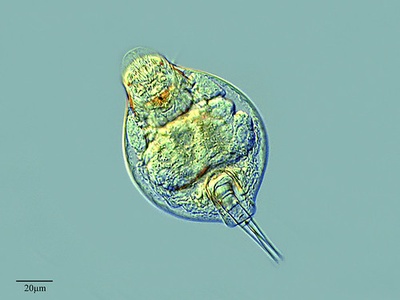 Rotifer