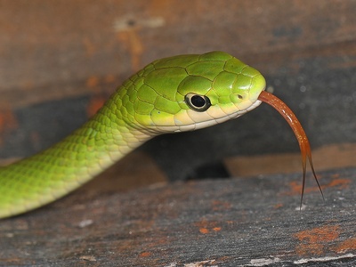 Rough Green Snake