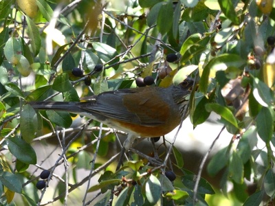 Rufous-backed Robin