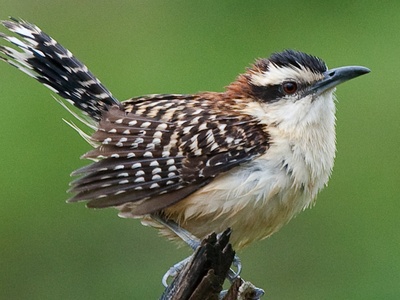 Rufous-naped Wren