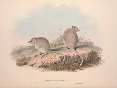Rufous bettong