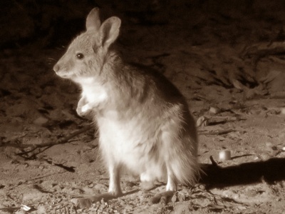 Rufous hare-wallaby (mala)