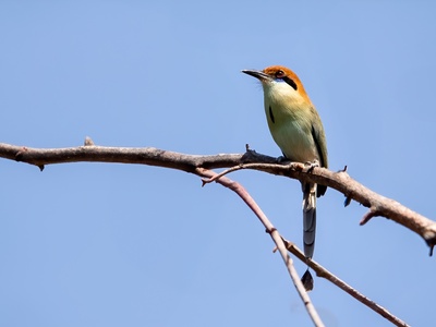 Russet-crowned Motmot