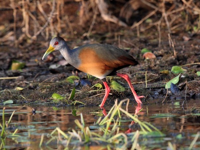 Russet-naped Wood-Rail