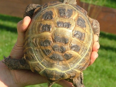 Russian Tortoise