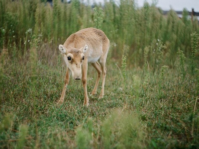 Saiga antelope 