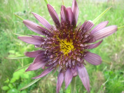 Salsify (oyster plant)