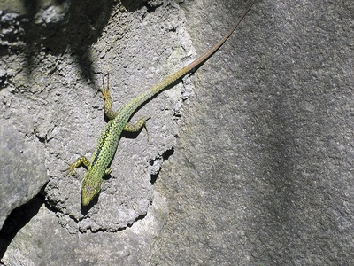 Sand lizard 