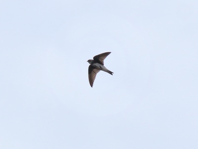 Sand martin 