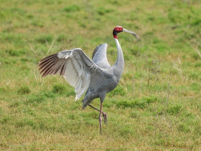 Sarus crane 