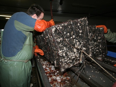 Scallops (aquaculture)