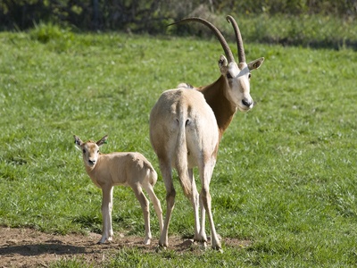 Scimitar-horned oryx 