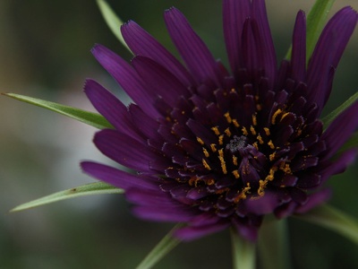 Scorzonera (black salsify)