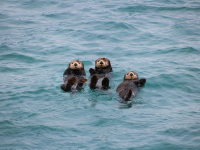 Sea otter 