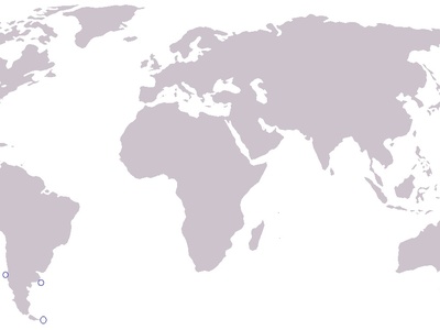 Shepherd's Beaked Whale